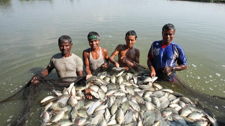 Pond Fishing Venture
