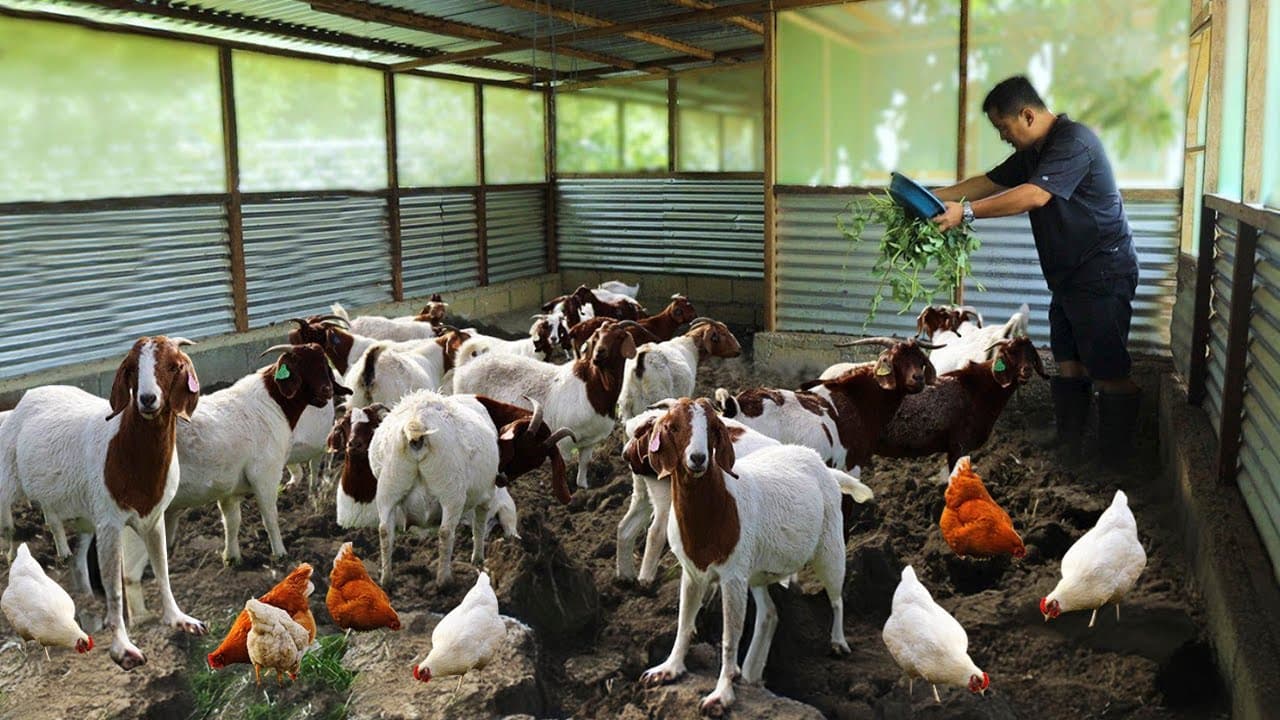 Goat Farming Expansion